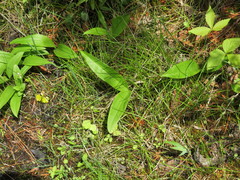 Clintonia borealis
