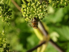 Apis mellifera