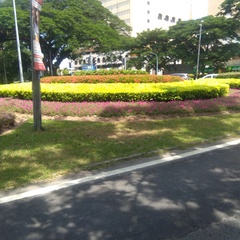 Chrysopelea paradisi