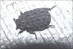 Omorgus australasiae