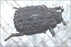 Omorgus australasiae