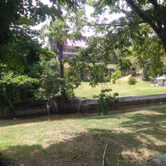 Chrysopelea paradisi