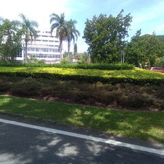 Chrysopelea paradisi