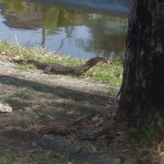 Chrysopelea paradisi