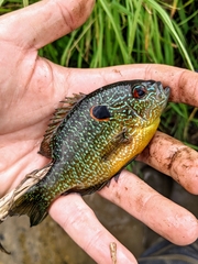 Lepomis peltastes
