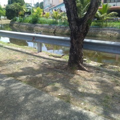 Chrysopelea paradisi