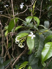 Faramea occidentalis