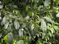 Faramea occidentalis