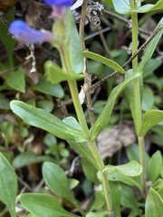 Penstemon humilis