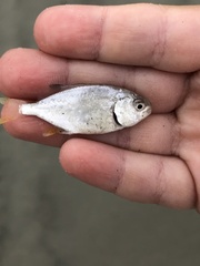 Trachinotus