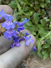 Penstemon humilis