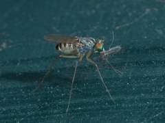 Dactylomyia lateralis