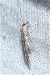 Scoparia ithyntis