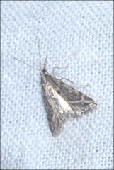 Scoparia ithyntis