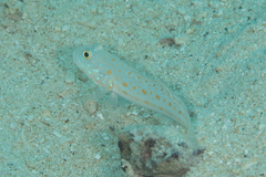 Valenciennea puellaris