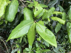 Ocotea leucoxylon