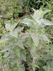 Nepeta cataria