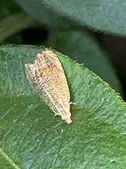 Enarmonia major