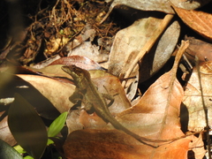 Anolis sminthus