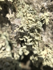 Ramalina labiosorediata