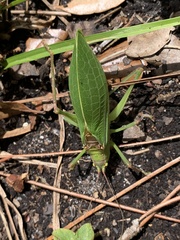 Pterophylla (Pterophylla) image