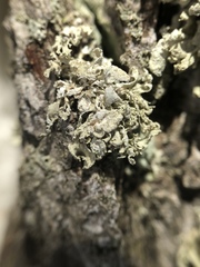 Ramalina labiosorediata