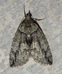Hydriomena edenata baueri