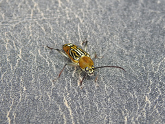 Trichoxys apelles
