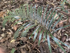 Macrozamia lucida