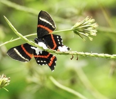 Ancyluris