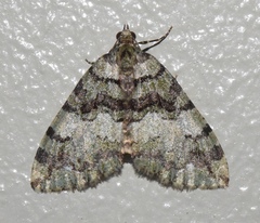 Hydriomena albifasciata