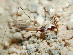 Stenolemoides arizonensis