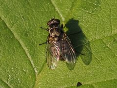 Limnophora maculosa