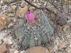 Echinocactus horizonthalonius horizonthalonius