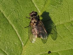 Limnophora maculosa