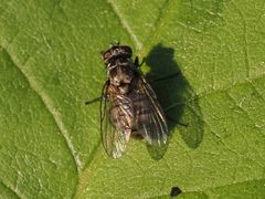 Limnophora maculosa