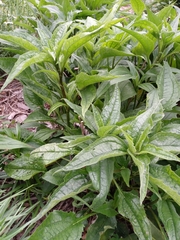 Echinacea purpurea