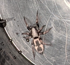 Herpyllinae