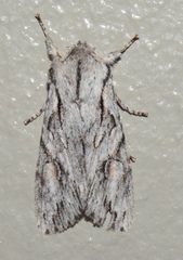 Egira crucialis