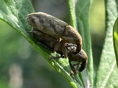 Lixus acutipennis