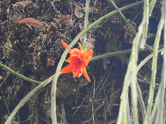 Disocactus aurantiacus