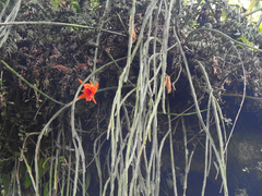 Disocactus aurantiacus