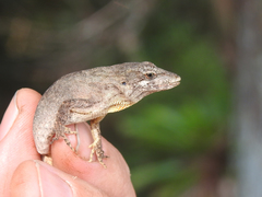 Anolis sminthus