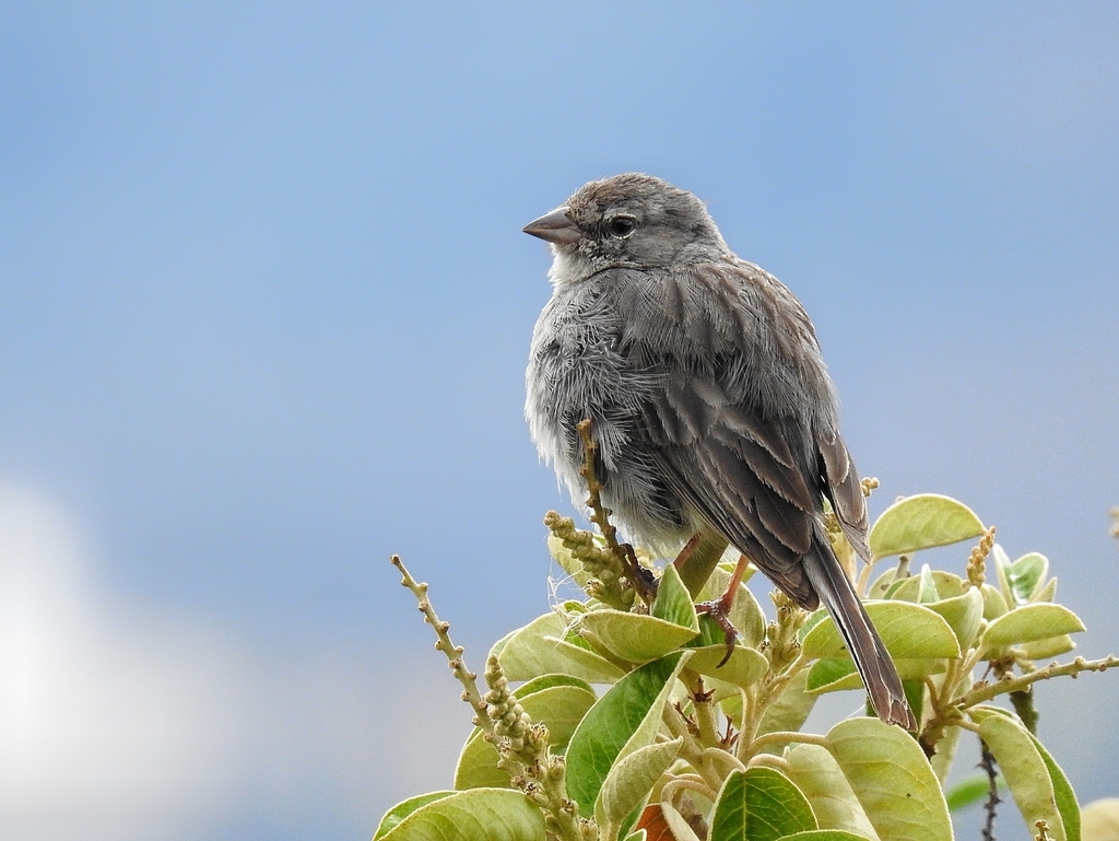 Ash-breasted Sierra Finch