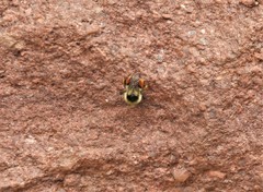 Bombus bifarius