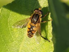 Mesembrius peregrinus