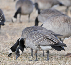 Branta hutchinsii hutchinsii