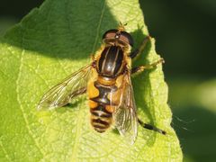 Mesembrius peregrinus