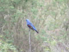 Passerina caerulea