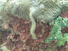 Hermodice carunculata